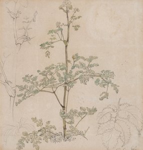 Studie af hundekørvel af Paul Sandby