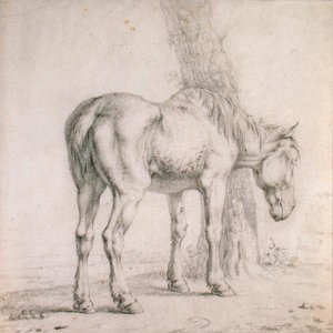 En gammel hest (sort kridt på papir) af Paulus (attr.to) Potter
