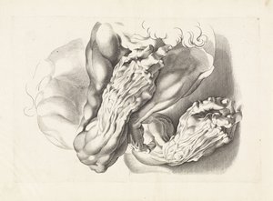 Anatomiske undersøgelser af våben Tegnebogen af ​​Peter Paul Rubens (serietitel) af Paulus Pontius