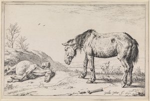  af Paulus Potter