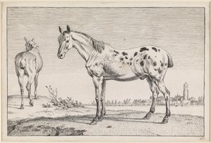  af Paulus Potter