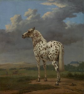 Piebald Horse, ca 1654