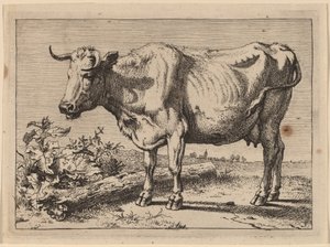 Stående ko (ko med et krøllet horn) af Paulus Potter