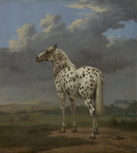 The "Piebald" Horse, ca. 1650-4 (olie på lærred) af Paulus Potter