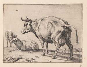 Den pissende ko, fra forskellige okser og køer af Paulus Potter