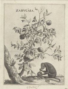 Zabucaiaboom en een aap Zabvcàia (titel på objekt) af Paulus Potter