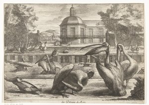 pelikaner des Pelicans de Mere (titel på objekt) Fugle fra menageriet i Versailles (serietitel)