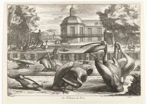 pelikaner des Pelicans de Mere (titel på objekt) Fugle fra menageriet i Versailles (serietitel)