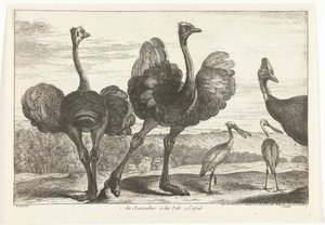 Strudse, Kasuar og Skestork 1. Autrukerne. 2. des Pals. c. afslappet Fugle fra menageriet i Versailles (serietitel)