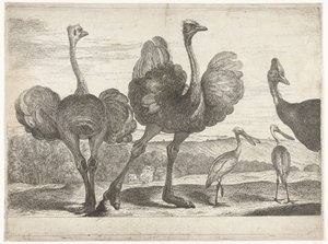 Strudse, Kasuar og Skestork Fugle fra menageriet i Versailles (serietitel)
