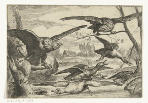 Roofvogels Forskellige fugle (serietitel) af Peeter Boel