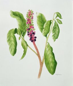Phytolacca (akvarel) af Peggy Wyatt