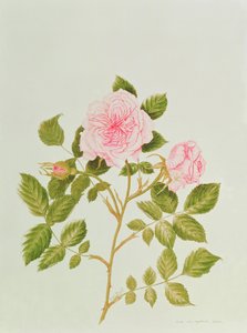 Rosa var: Gertrude Jekyll (akvarel) af Peggy Wyatt
