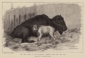 Bison og kalv i London Zoo (kobberstik)