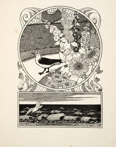 The Tame Seagull, fra A Hundred Anecdotes of Animals, pub. 1924 (gravering) af Percy J. Billingshurst