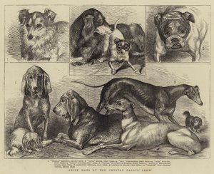 Præmiehunde ved Crystal Palace Show af Percy Macquoid