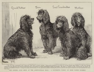 Kennel Club Show i Agricultural Hall, en succesfuld familie af irske vand-spaniels af Percy Macquoid