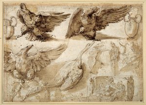 Studier af en ørn, en gås, en kande, en krukke og af menneskelige figurer, herunder to til en Rape of Lucretia (pen & brunt blæk med brun vask på hvidt trådlagt papir) af Perino del Vaga