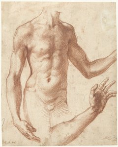 Studie af en torso Studie af en ung mands torso af Perino del Vaga