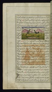 En høg og en høne fra Lights of Canopus af Persian School