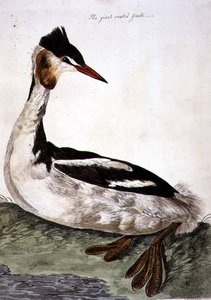 The Great Crested Grebe (Podiceps cristatus) plade fra 