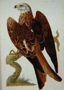Dragen (Milvus milvus) eller Glead, plade fra 