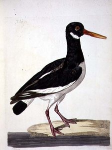 Sea Pie eller Oystercatcher (Haematopus ostralegus) pladen fra 