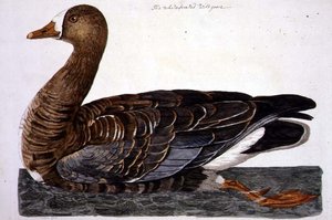 The White-Fronted Goose (Anser albifrons) plade fra 