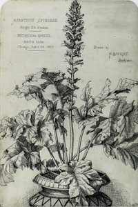 Acanthus Spinosus, Præsentationstegninger