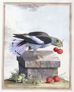 Plate VIIIdani af Peter Brown