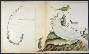 Kort over Adventure Bay, Van Diemens Land, ca. 1773 (akvarel på papir) af Peter Fannin