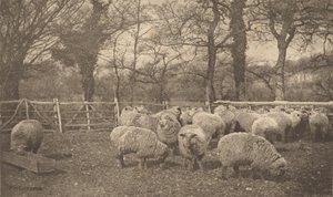  af Peter Henry Emerson
