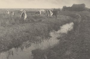 Kvæg i marsken,1886 (foto) af Peter Henry Emerson