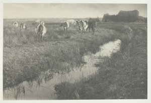 Kvæg på marsken af Peter Henry Emerson