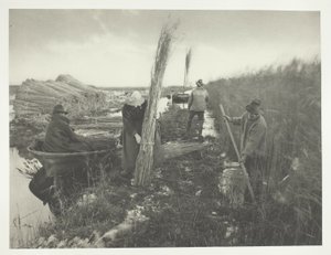 I løbet af rørhøsten af Peter Henry Emerson