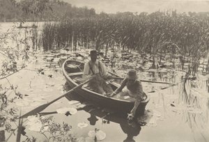 Indsamling af åkander af Peter Henry Emerson