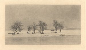 knudrede tornetræer af Peter Henry Emerson