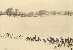 Marsh Weeds, i eller før 1895 (foto) af Peter Henry Emerson