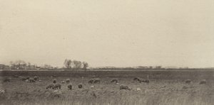 Marsk ved Vesterhavet, 1890-1891, trykt 1893. af Peter Henry Emerson