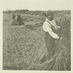 Shocking Corn (Norfolk) af Peter Henry Emerson