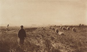 The Marshes i juni, 1890-1891, trykt 1893. af Peter Henry Emerson