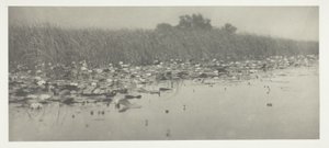 Vandliljer af Peter Henry Emerson