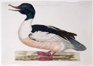 Almindelig Merganser