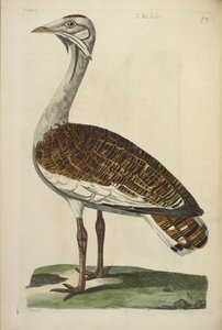 The Male Bustard, illustration fra 