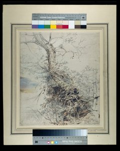 Et døende træ, dets stamme dækket af torne, ved siden af et hegn, ca. 1618-20 (pen & blæk over kridt med vask på papir) af Peter Paul Rubens