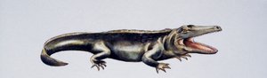 Cyclotosaurus sp, Mastodonsauridae, sen trias, kunstværk af Peter Ross
(foto) af Peter Ross
