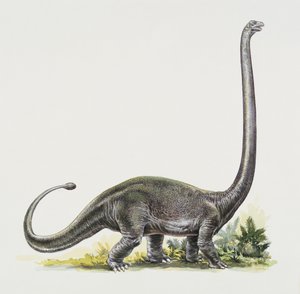 Sideprofil af en omeisaurus
(foto) af Peter Ross