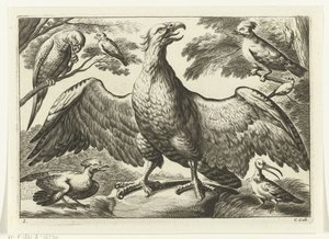 Ørn Diversarum avium arter (serietitel) Forskellige fugle (serietitel)