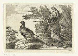 Tre fasaner Diversarum avium arter (serietitel) Forskellige fugle (serietitel)
