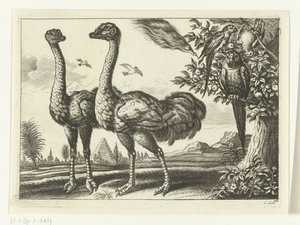 To strudse Diversarum avium arter (serietitel) Forskellige fugle (serietitel)